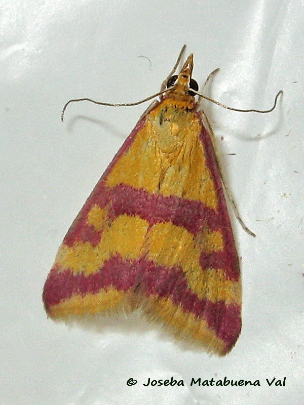 Pyrausta sanguinalis - Crambidae